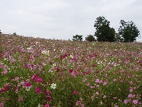 e0083212_20592687.jpg