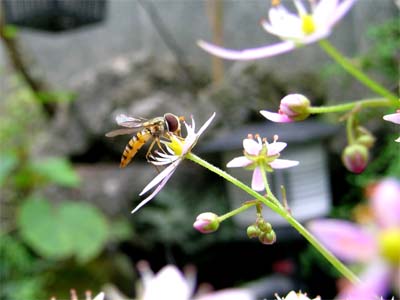 d0029829_0392848.jpg