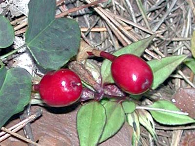 d0029829_29512.jpg