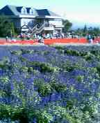 c0052035_14165848.jpg