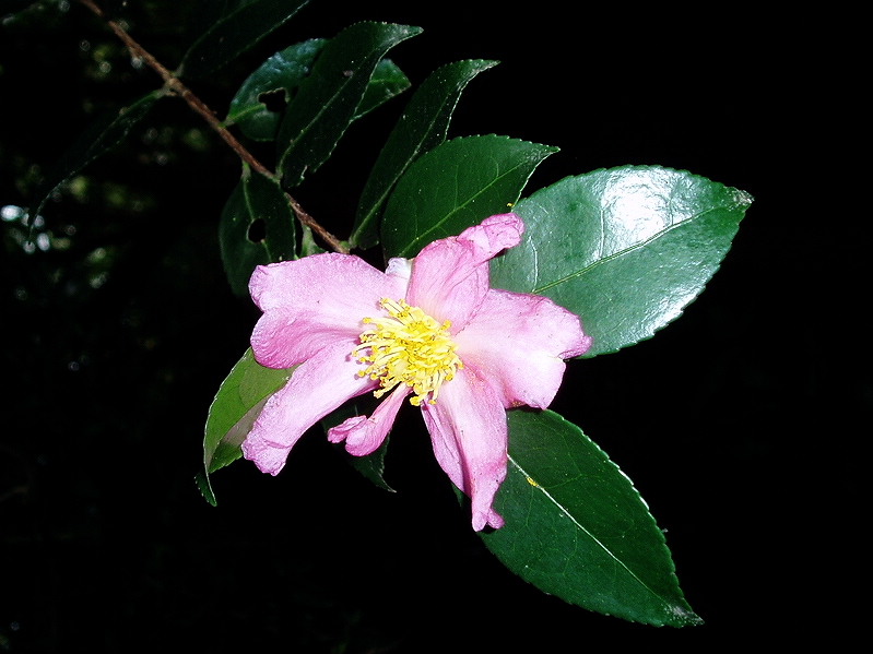e0064158_23541541.jpg