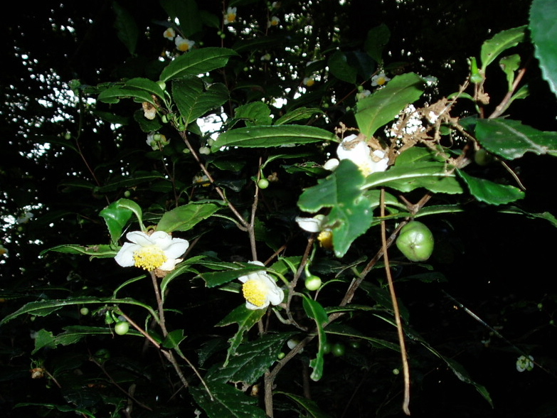 e0064158_23555998.jpg