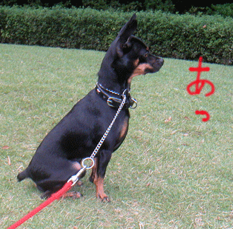 c0012571_20232474.gif