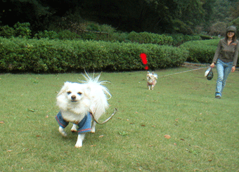 c0012571_20242317.gif