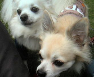 c0012571_20243826.gif