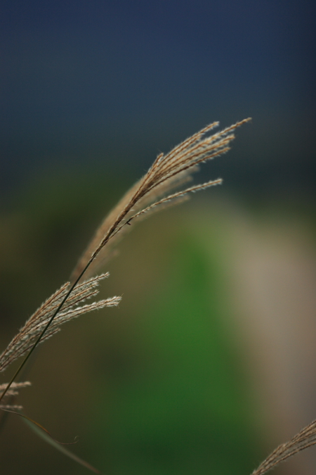 c0030874_659885.jpg