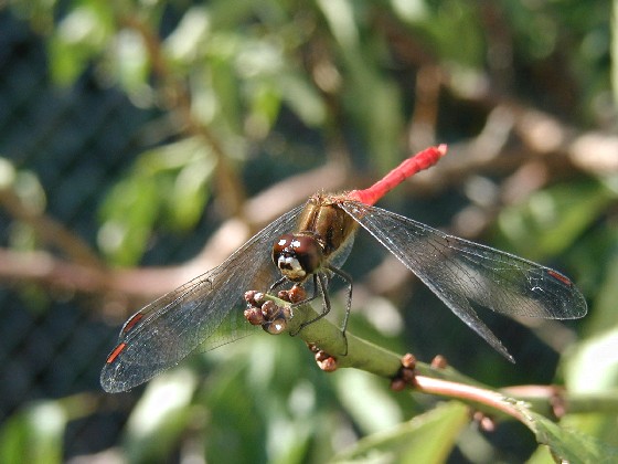 e0083238_205653100.jpg