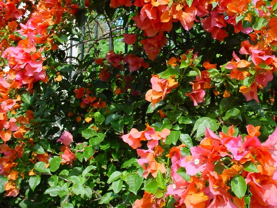 e0025342_5154852.jpg