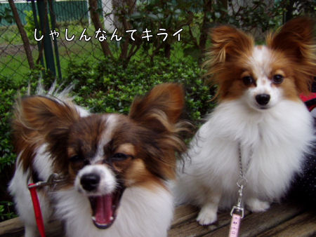 c0074156_024494.jpg