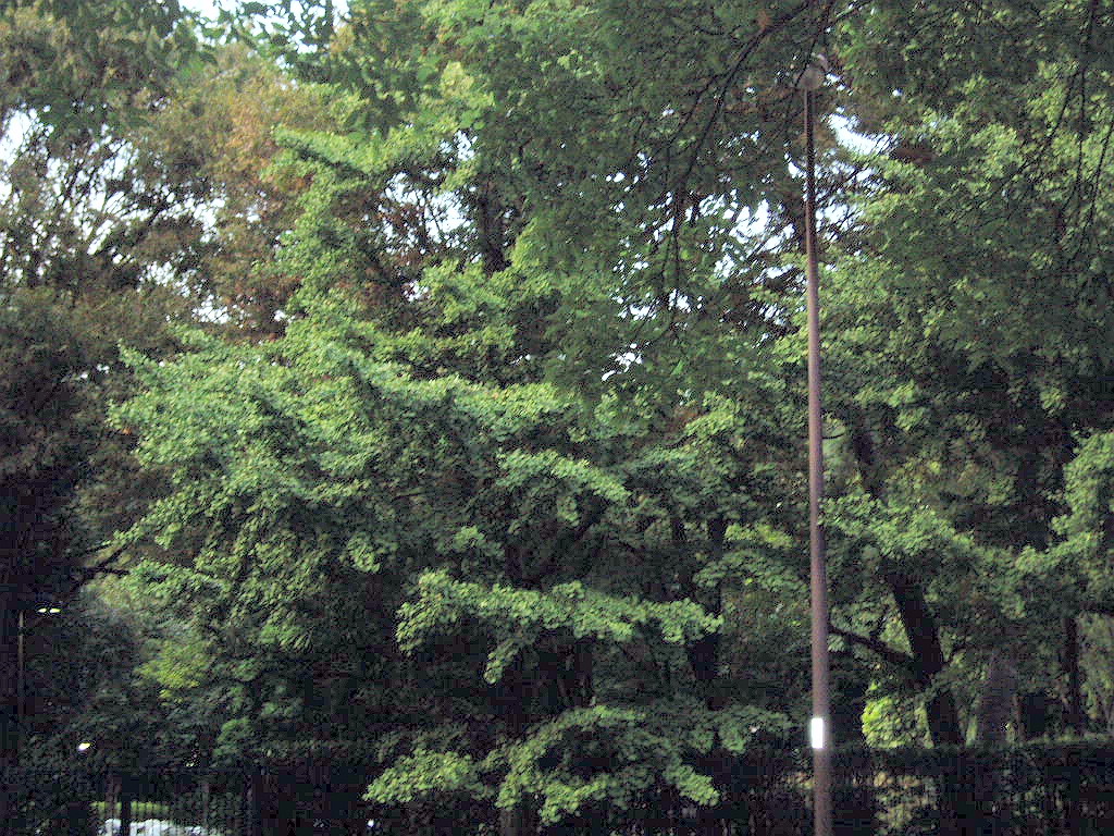 e0064158_041194.jpg