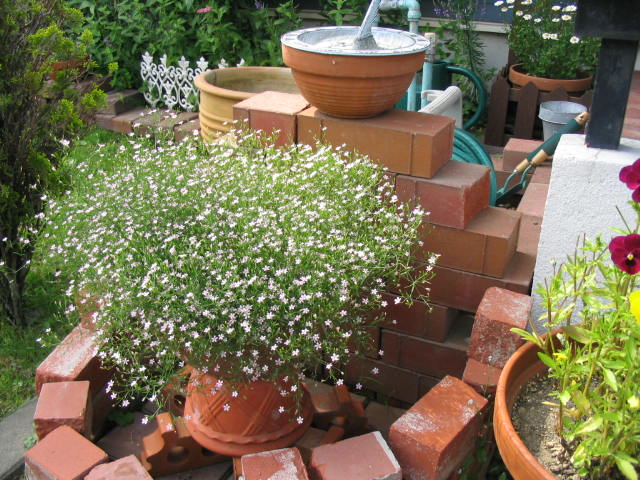 e0028485_0483970.jpg