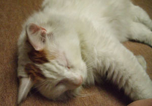 c0048042_9564051.jpg
