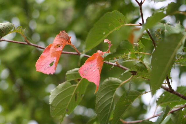 b0055171_1714132.jpg