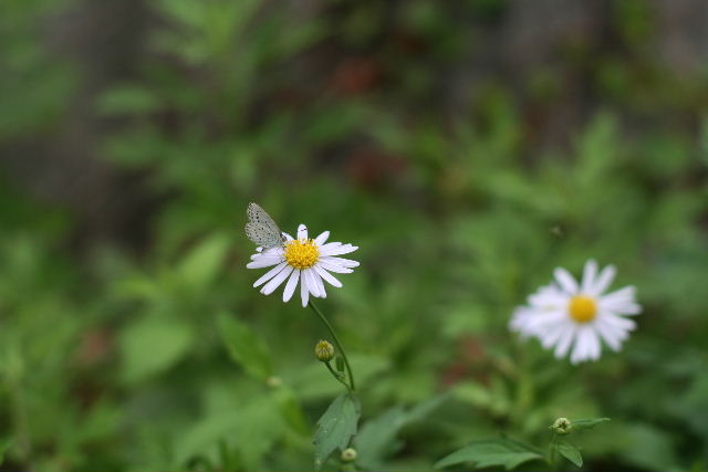 b0055171_17154250.jpg