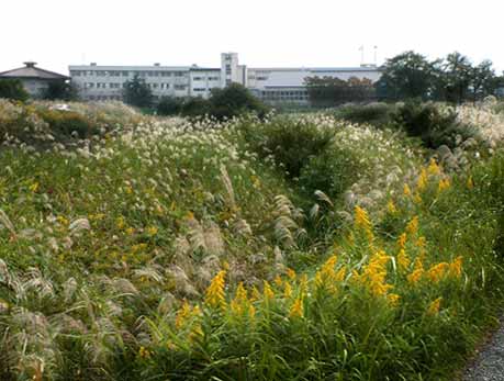 e0074782_200652.jpg