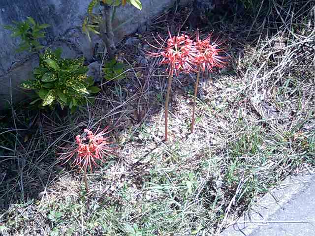 e0071811_190458.jpg
