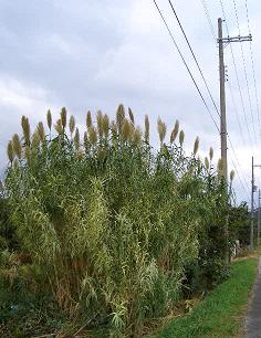 e0033713_1449339.jpg