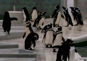 e0046625_1643192.gif