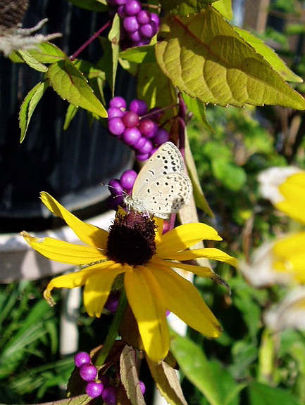 e0064158_0314782.jpg