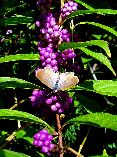e0064158_0341458.jpg