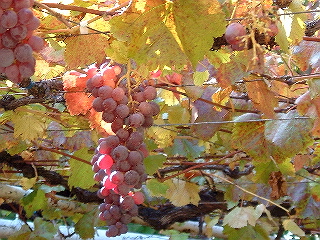 e0076814_21252593.jpg