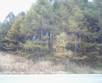 b0017164_1724359.jpg