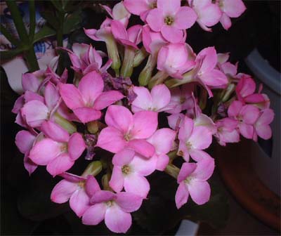 c0059521_9542511.jpg