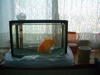 b0066130_916723.jpg