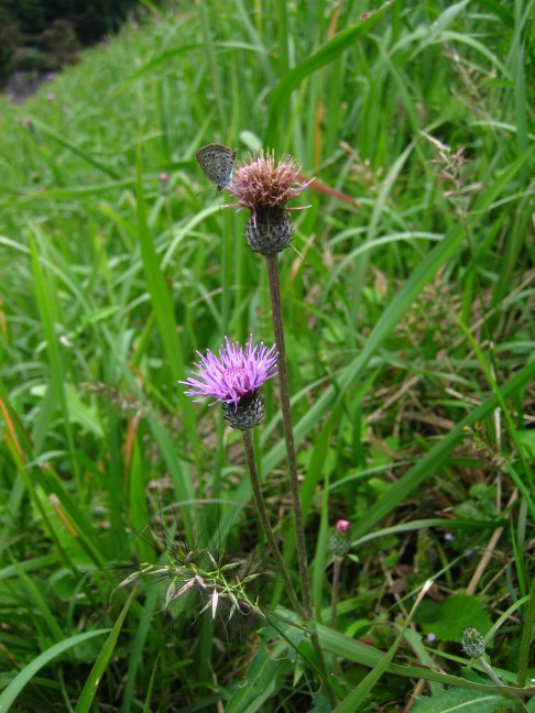 e0009147_17201793.jpg