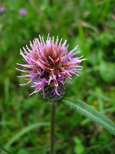 e0009147_17312738.jpg