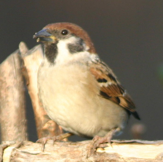 e0018678_2322544.jpg