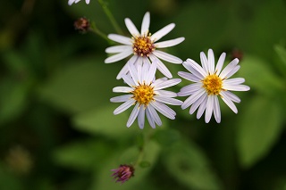 e0024081_9122360.jpg