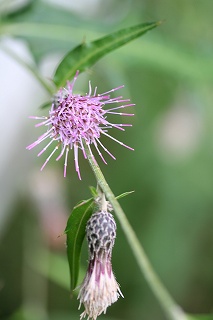 e0024081_9123965.jpg