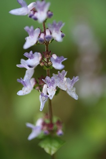 e0024081_955446.jpg
