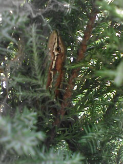 c0056903_1310192.jpg