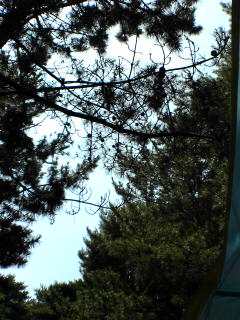 e0074253_10361853.jpg