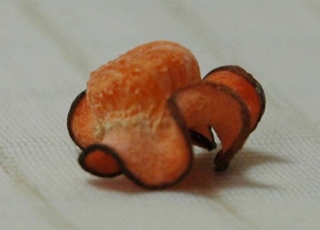 c0032257_114514.jpg