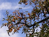 e0015270_1343258.jpg