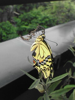 c0056903_13171332.jpg