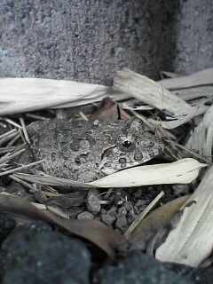 c0056903_13275135.jpg