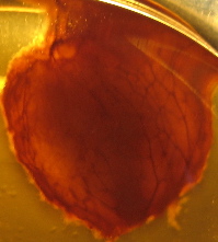 e0087511_059925.jpg