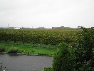 a0040554_7153599.jpg