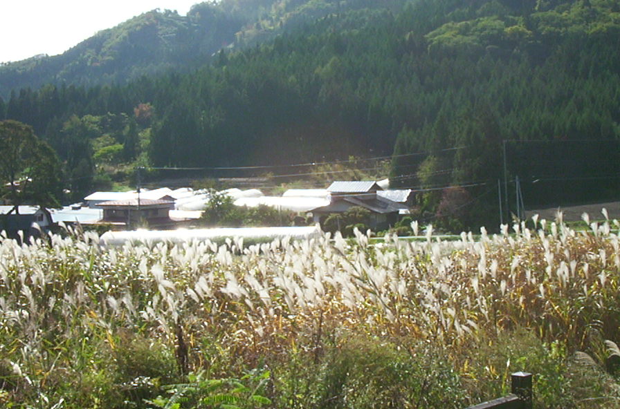 a0029157_1412556.jpg