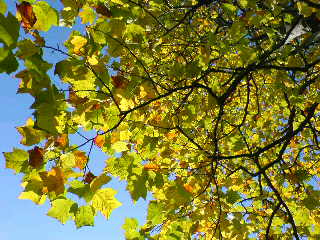 c0050264_940237.jpg