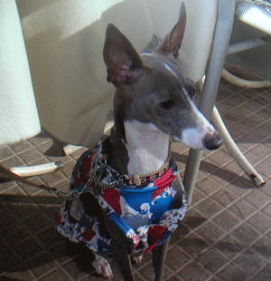 c0012571_15235379.gif