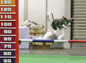 c0012571_15243559.gif