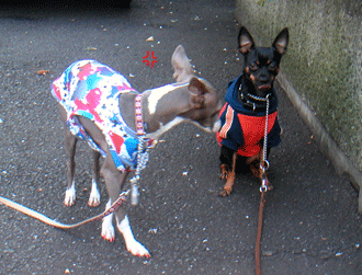 c0012571_15255090.gif