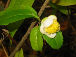 d0050472_1565491.jpg