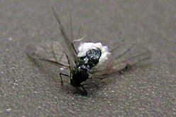 e0025030_1734227.jpg