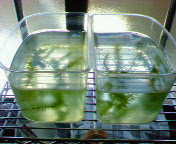 d0048332_23272198.jpg
